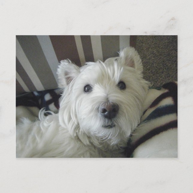 Cute Westie Ansikte fotokort Vykort (Framsida)