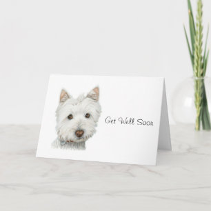 Cute Westie Hund får snart kort