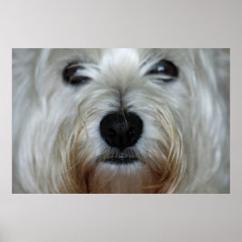 Cute Westie Kanvastryck Poster
