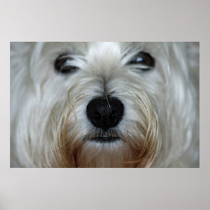 Cute Westie Kanvastryck Poster