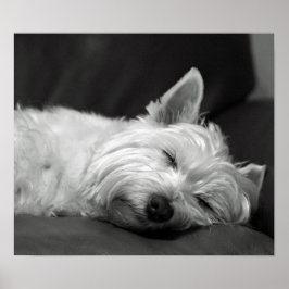 Cute Westie (Väster Highland Terrier) Hund Poster