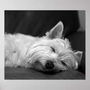 Cute Westie (Väster Highland Terrier) Hund Poster