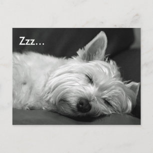 Cute Westie (Väster Highland Terrier)-Hund-vykort Vykort