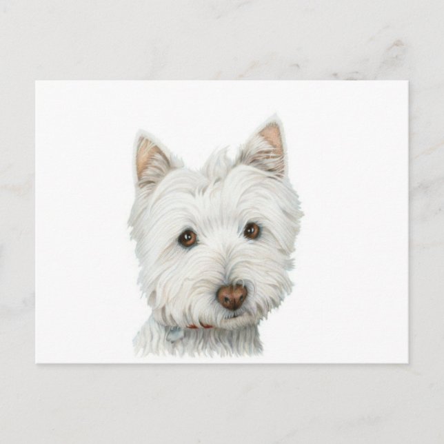 Cute Westie-vykort för Hund Vykort (Framsida)