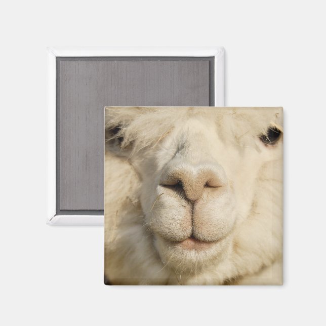 Cute White Alpaca Ansikte nära Magnet (Front/Back)