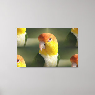 Cute White Belllied Caique Parrot Canvastryck