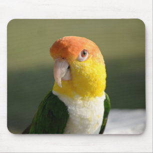 Cute White Belllied Caique Parrot Musmatta