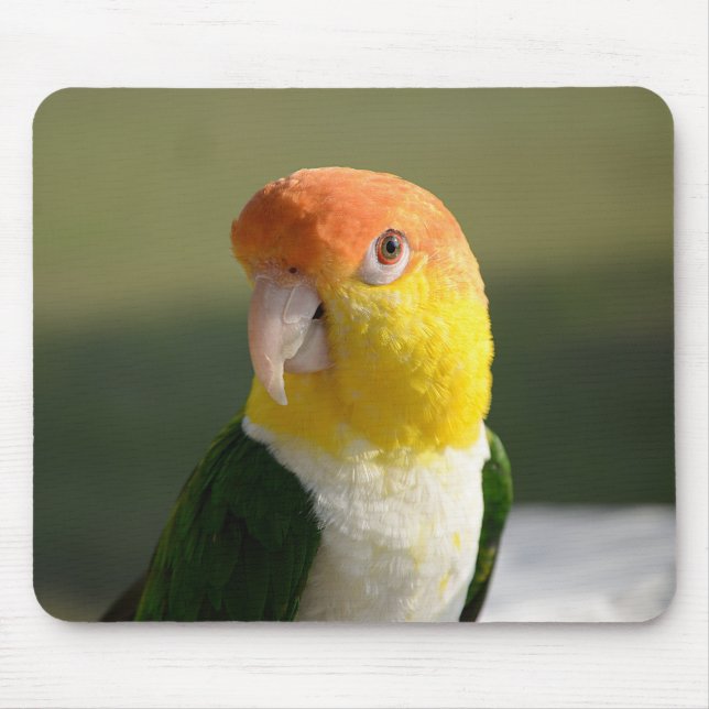 Cute White Belllied Caique Parrot Musmatta (Framsidan)