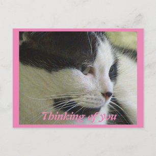 Cute White Black Cat Photo Thinking You Vykort