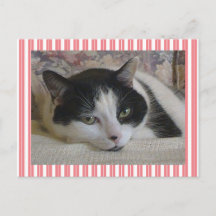 Cute White Black Cat Rand Rosa