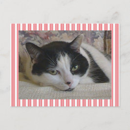 Cute White Black Cat Rand Rosa Vykort
