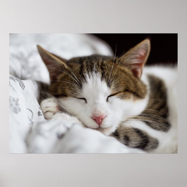 Cute White Brown Grått Black Cat Sleeping Poster (Framsidan)
