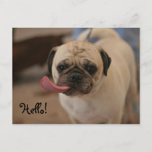 Cute White Bulldog Hej Postcard Vykort
