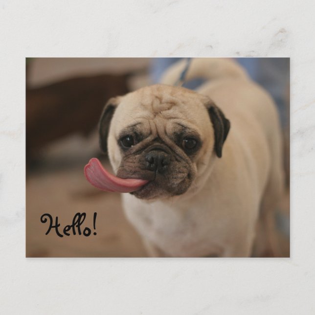 Cute White Bulldog Hej Postcard Vykort (Framsida)