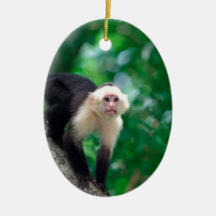 Cute white capuchin monkey Nicaragua Julgransprydnad Keramik