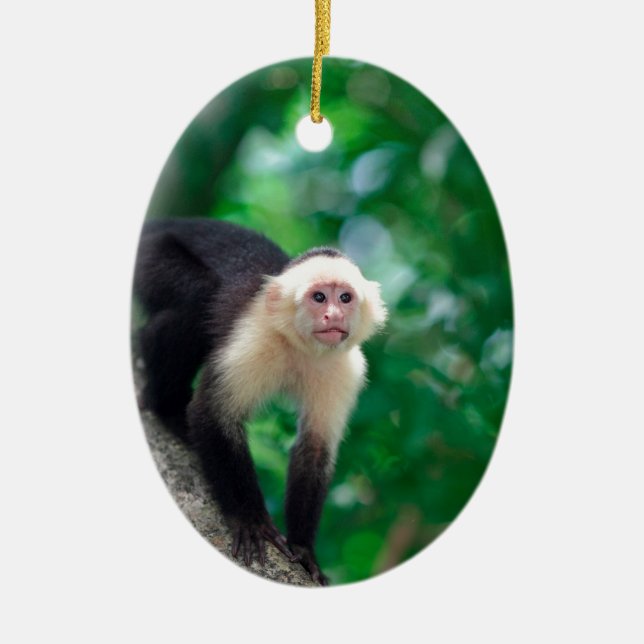 Cute white capuchin monkey Nicaragua Julgransprydnad Keramik (Framsidan)