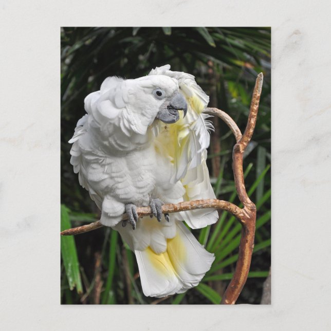 Cute white cockatil vykort (Framsida)