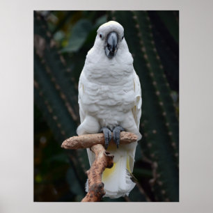 Cute white cockatoo poster