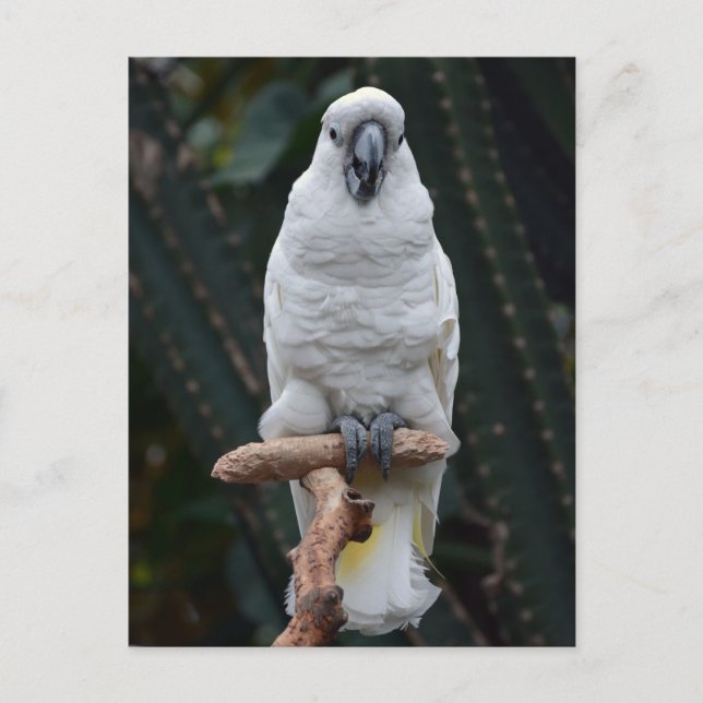 Cute white cockatoo vykort (Framsida)