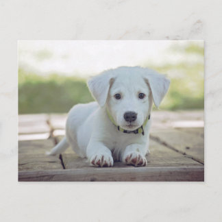 cute white dog puppy vykort