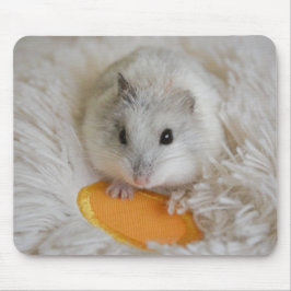 Cute White Dwarf Hamster Pet Musmatta