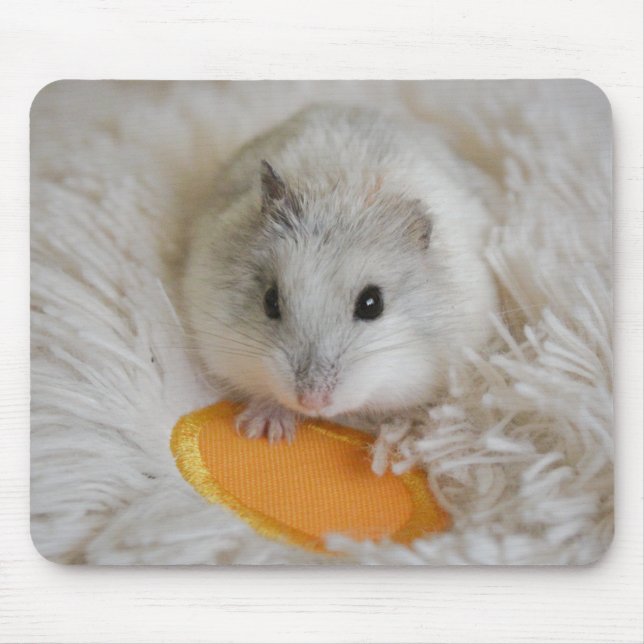 Cute White Dwarf Hamster Pet Musmatta (Framsidan)