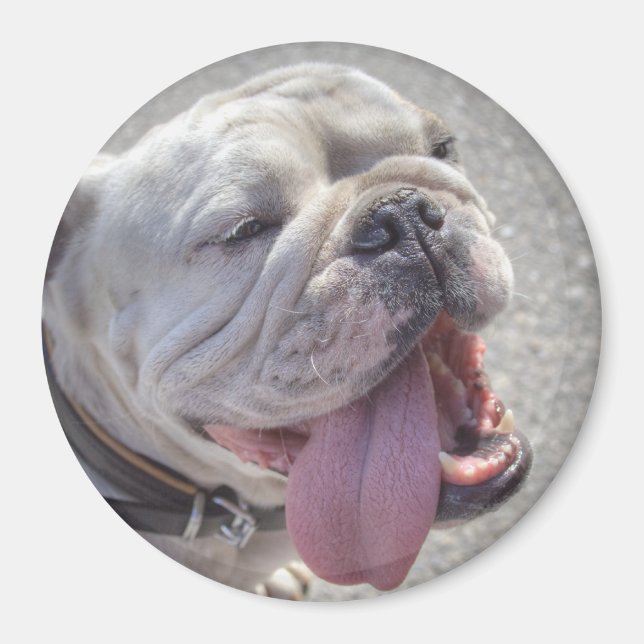 Cute White English Bulldog Magnet (Framsidan)