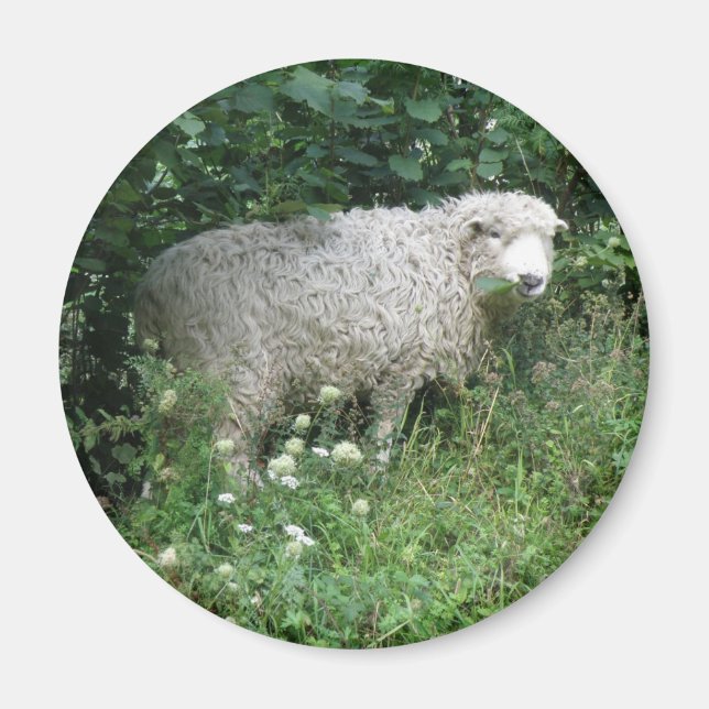 Cute White Fluffy Sheep Äter Magnet (Framsidan)