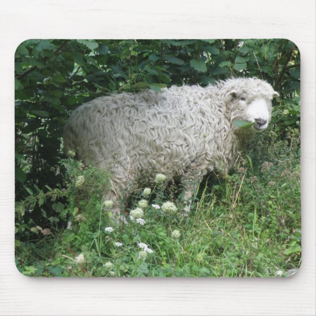 Cute White Fluffy Sheep Eating Mousepad Musmatta (Framsidan)
