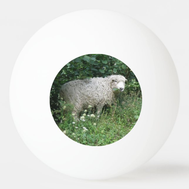 Cute White Fluffy Sheep Eating Ping Pong Boll (Framsidan)