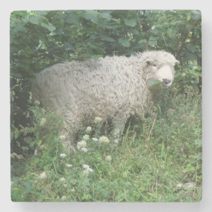 Cute White Fluffy Sheep Eating Stone Underlägg Sten