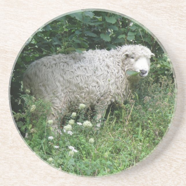 Cute White Fluffy Sheep Eating Underlägg Sandsten (Framsidan)