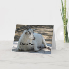 Cute White Goat Layed Photo Tack Kort