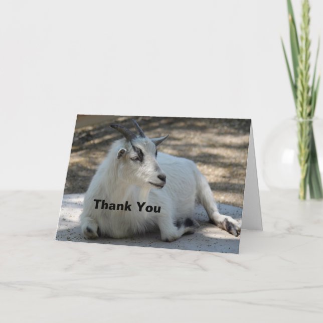 Cute White Goat Layed Photo Tack Kort (Framsida)