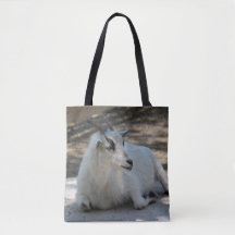 Cute White Goat Layed Photo
