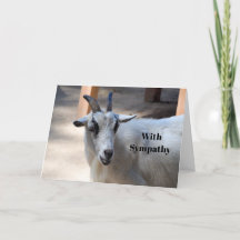 Cute White Goat Photo Sympathy