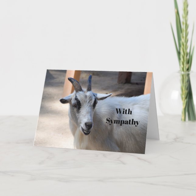 Cute White Goat Photo Sympathy Kort (Framsida)