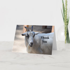 Cute White Goat Photo Tack Kort