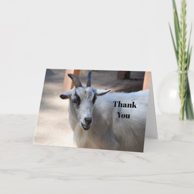Cute White Goat Photo Tack Kort (Framsida)