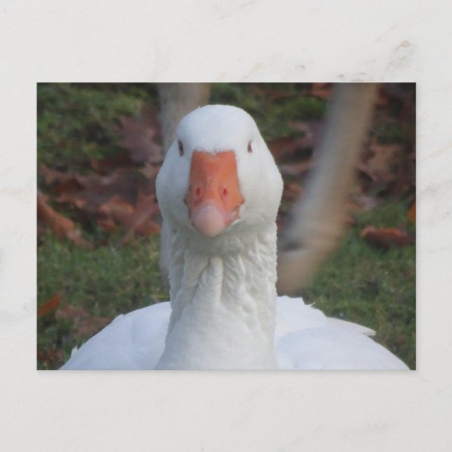 Cute White Goose Close Up DIY Postcard Vykort (Framsida)