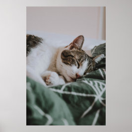 Cute White Grått Cat Sleeping Poster