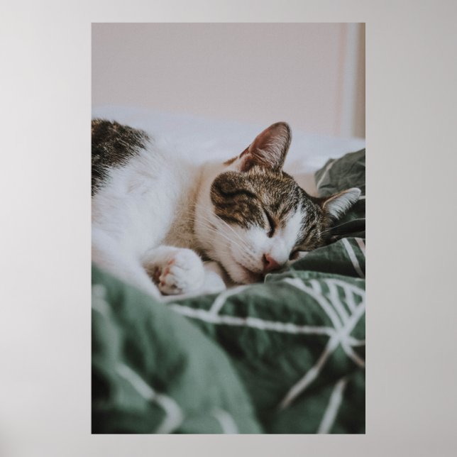 Cute White Grått Cat Sleeping Poster (Framsidan)