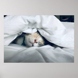 Cute White Grått Cream Cat Sleeping Poster