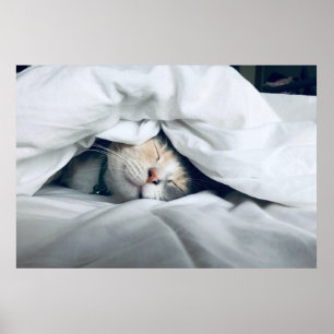 Cute White Grått Cream Cat Sleeping Poster