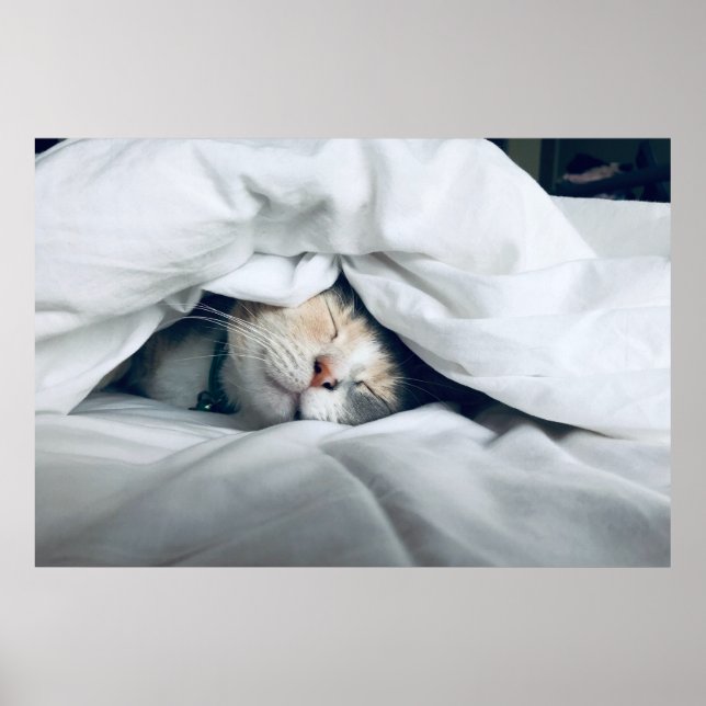 Cute White Grått Cream Cat Sleeping Poster (Framsidan)