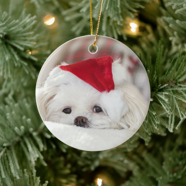 Cute White-Hund i en röd julklapp Julgransprydnad Keramik (Träd)