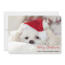 Cute White-Hund i en röd julklapp