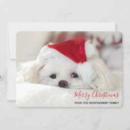 Cute White-Hund i en röd julklapp Julkort