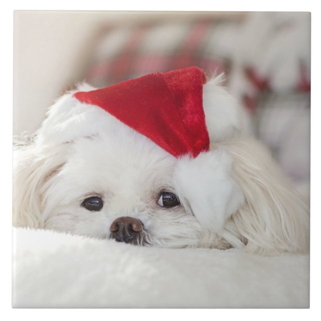 Cute White-Hund i en röd julklapp Kakelplatta (Framsidan)