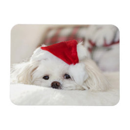 Cute White-Hund i en röd julklapp Magnet